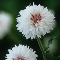 Dried White Cornflower Petals