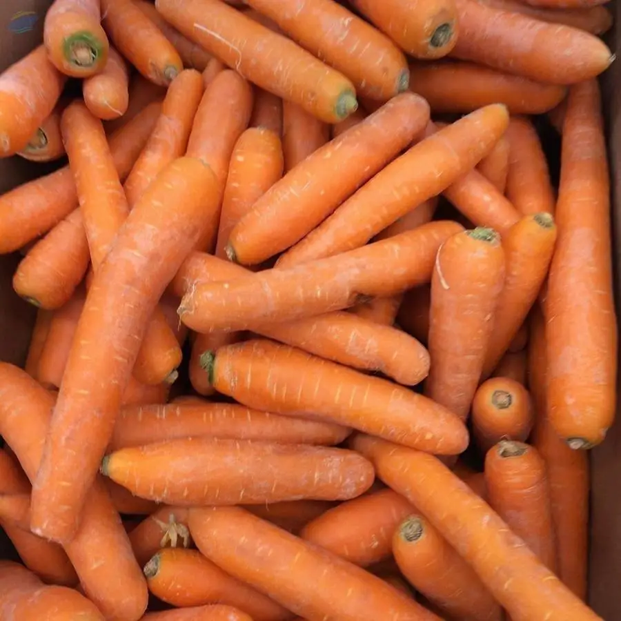 Carrot Very Fresh Vegetables