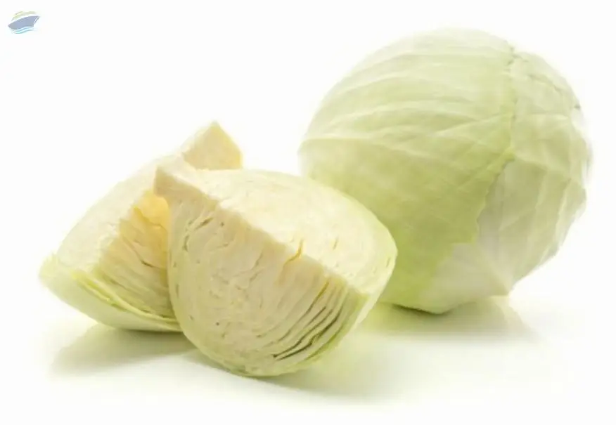 Fresh Cabbage Very Fresh Vegetables