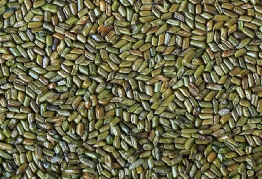 Cassia Tora Seeds