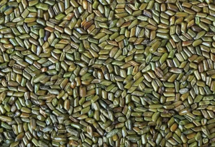 Jue Ming Zi by Promakar Flour Mills